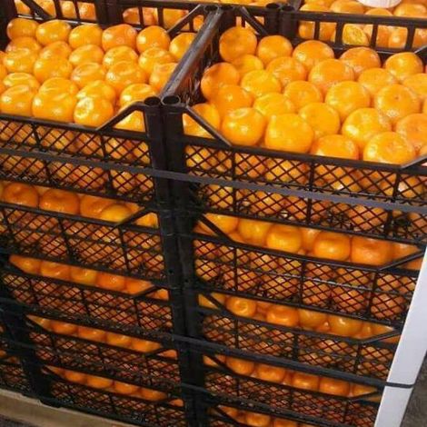 Sargodha Mandarin