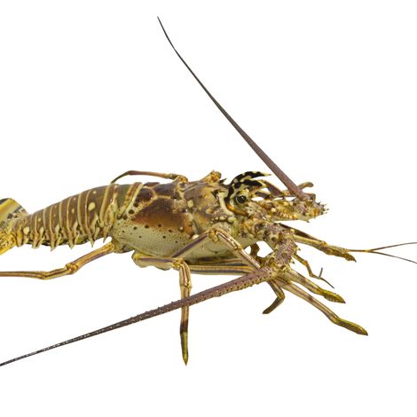 Tropic Seafood