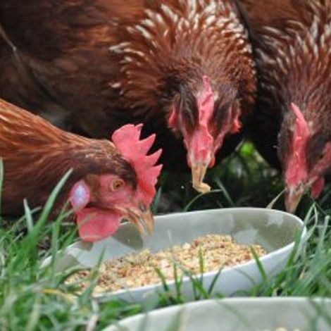 Chicken Farm