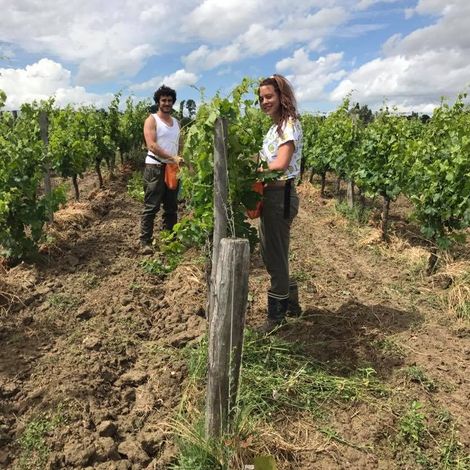 Levage de la vigne au Château Beauséjour