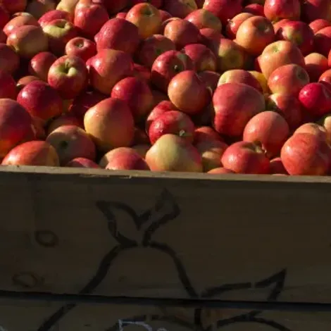 apple_box_envy.webp
