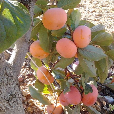 Frutas J. A. Mourinho, Lda
