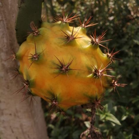 pitahaya