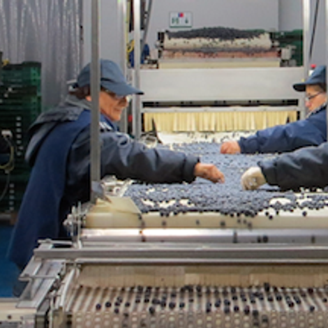 Valle Maule S.A. - Facility