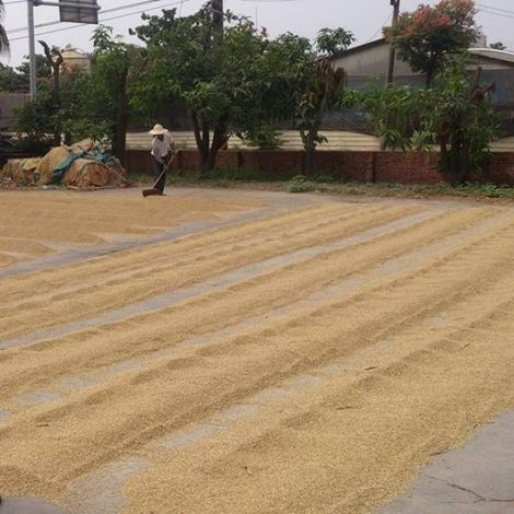 Hongchang Rice Mill - Production