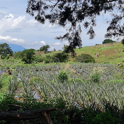 Durantas_Pineapple_Plantation