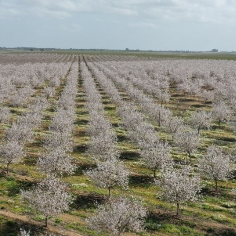 Borge Agricultural & Industrial Nuts SA - Plantation