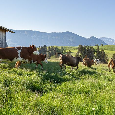 Schonegger Cheese Alm GmbH - Cattles