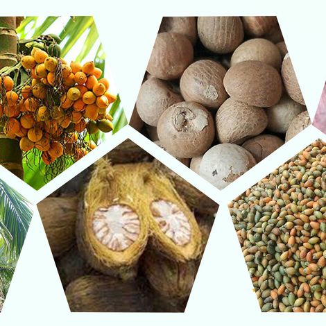 Dried Areca Nuts