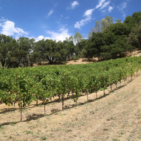 Alta vineyard 2.jpg