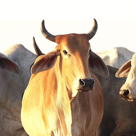 cattle raising