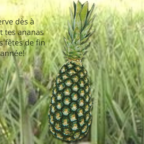 Wad co - Pineapple