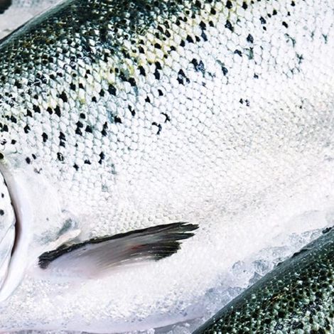 Skagerak Salmon