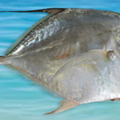 moonfish