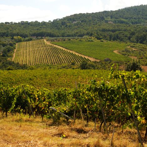 VINEYARDS