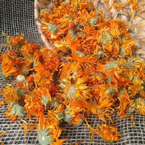 Calendula