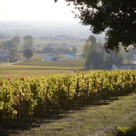 morning view from the vinyard