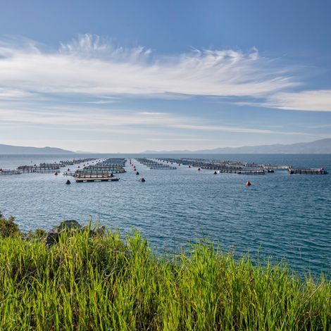 fish farm