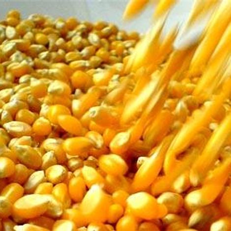 Sri Balamurugan Traders - Kernel Corn