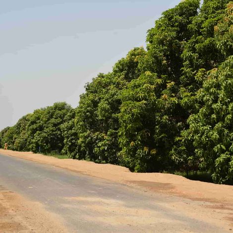 Mango Tree along the road