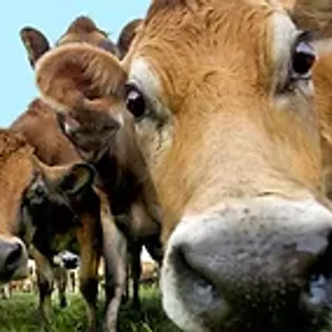 Brimin Park Pty Ltd - Cows