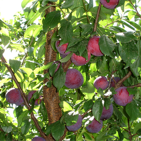 plums
