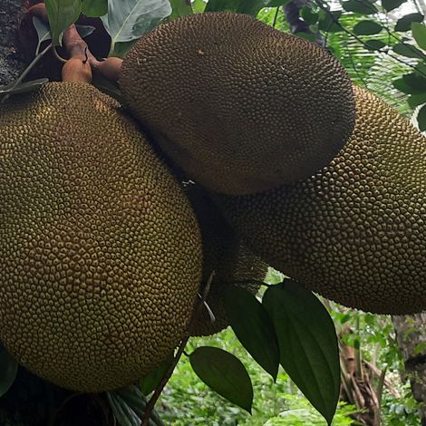 Jackfruit