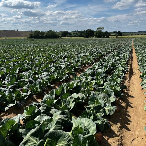 Farm