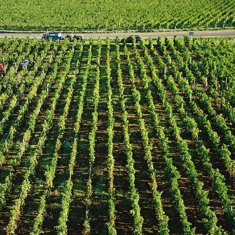 Château La Croix Ferrandat - Vineyard