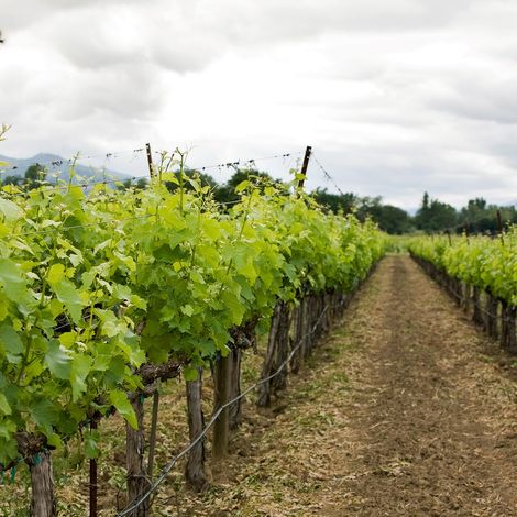 Honig Vineyard & Winery