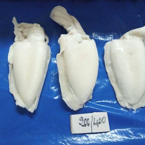 White cleaned cuttlefish