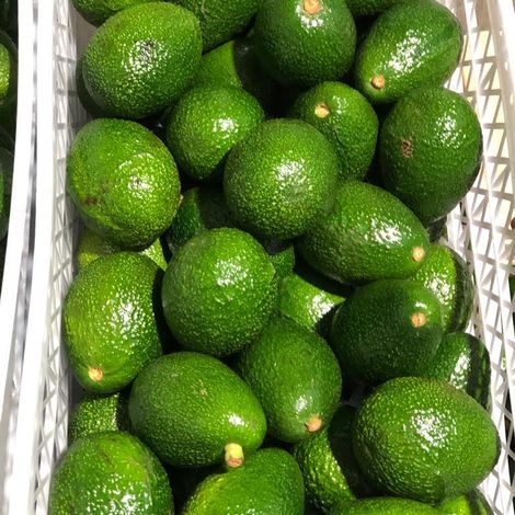 Avocado Hass or fuerte
