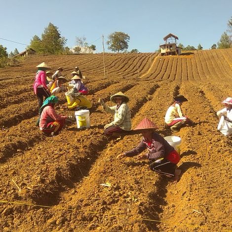Rooted in hard work, cultivating the land, A farmer's dedication knows no bounds