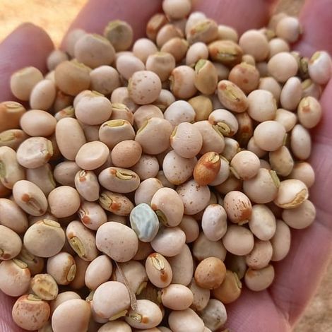 PIGEON PEAS