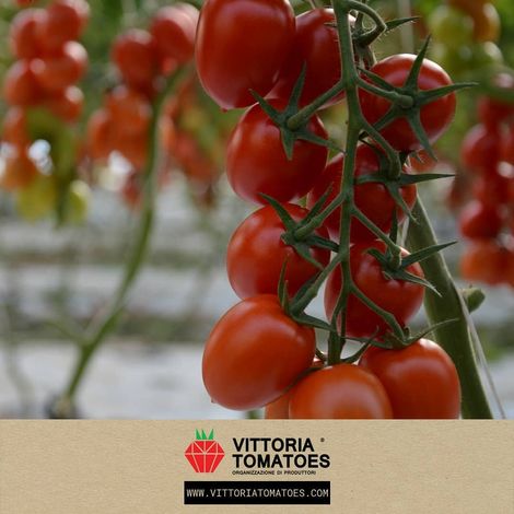 Vittoria tomatoes