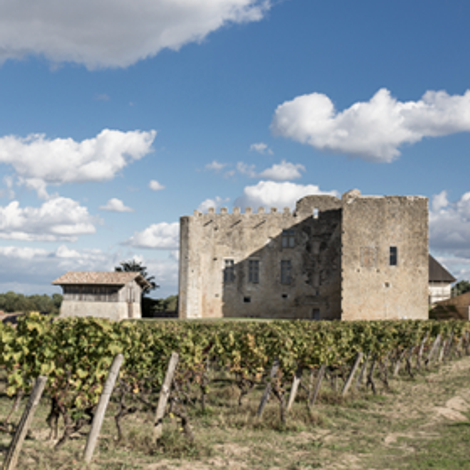 Château de Fargues - Vineyard