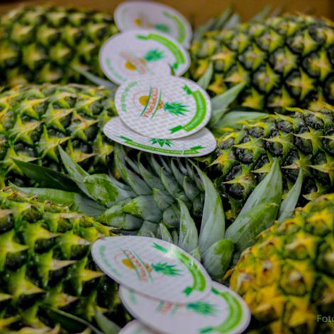 Coopepiña R.L. Costa Rica