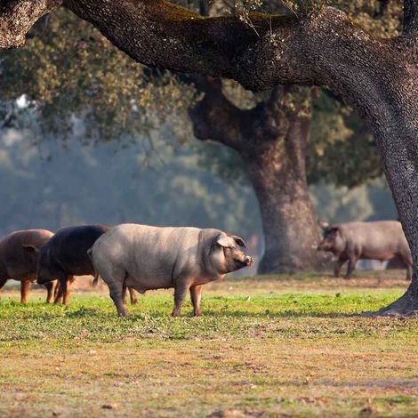 GoOrganic_Iberico_Alentejano_grassfeed