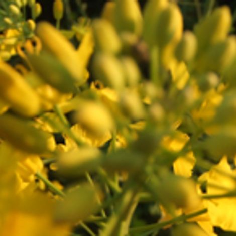 Rapeseed Flower