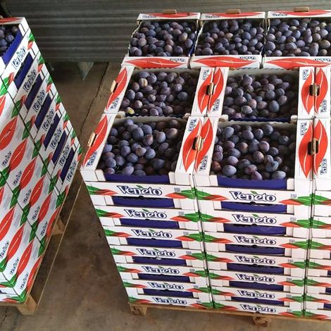 Ortoveneto - Products