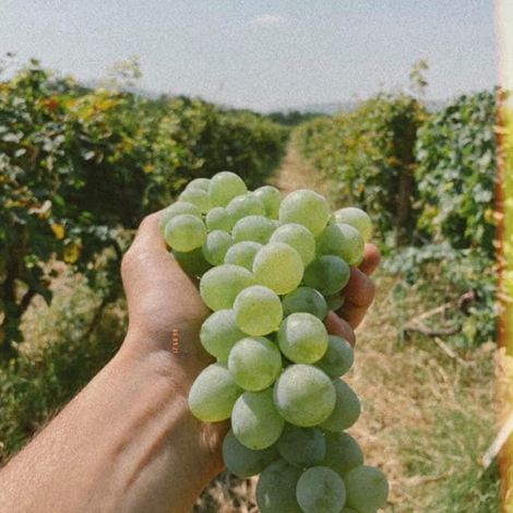 Kumbati_Wines_Grapes