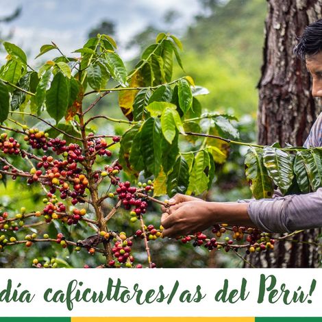 Asoc De Prod De Mango Del Valle Alto Piura