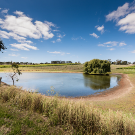 Howard Vineyard