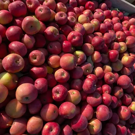 Greenridge Fruit Inc