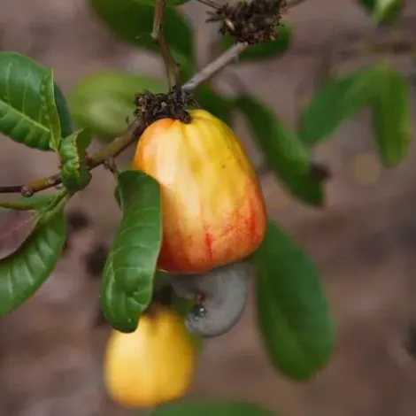 Masasi High Quality Farmers - Cashew Nut