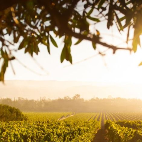 Supplier 3 vineyard.JPG