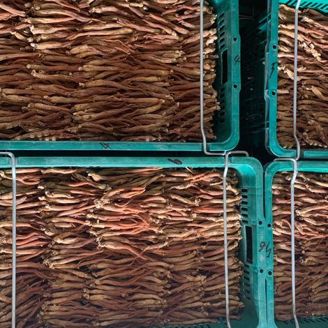 Ginseng production
