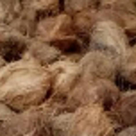 CV. Central Agro Indonesia - Coconuts