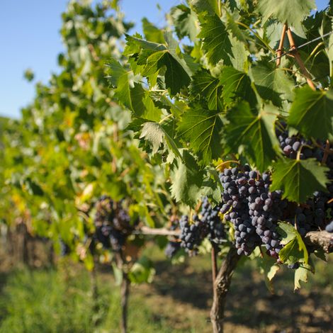 Vineyard