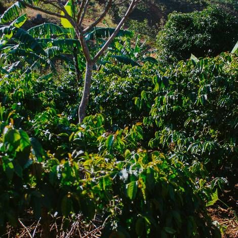Coffee trees
